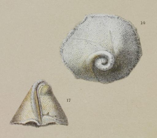 Carpenteria balaniformis Gray, 1858 - ZF1245_98_17_Carpenteria_monticularis.jpg