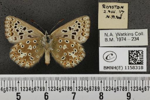Lysandra coridon ab. antico-juncta Tutt, 1910 - BMNHE_1158318_113905
