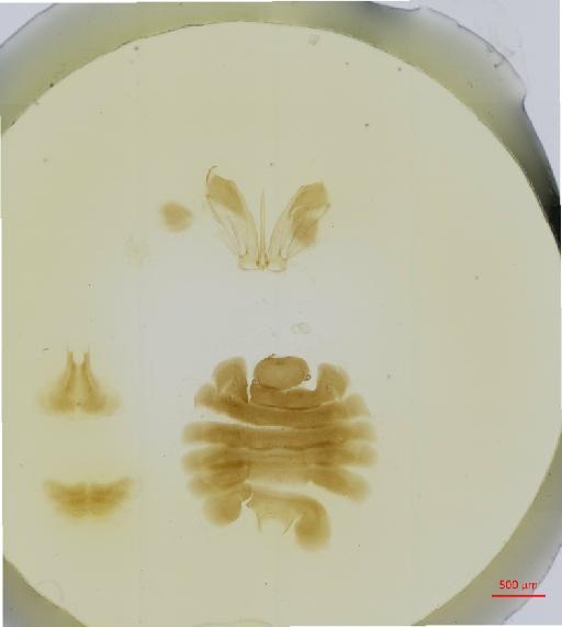 Hexacladia hilaris Burks, 1972 - 010178951__2017_01_31-1-Scene-3-ScanRegion2