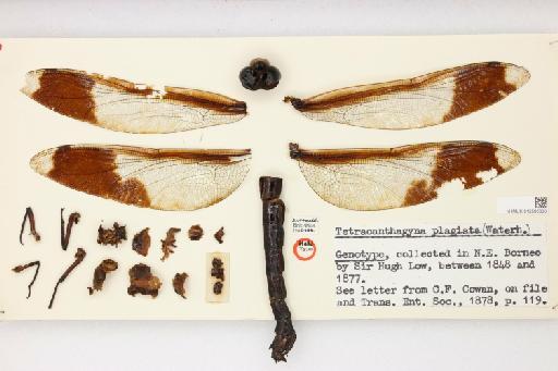 Tetracanthagyna plagiata (Waterhouse, 1877) - 012500336_22545_1257244