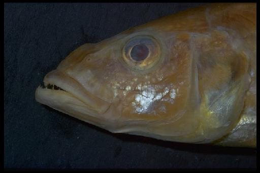 Haplochromis dentex Regan, 1922 - Haplochromis dentex; 1909.5.4.1