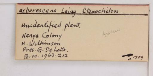 Alecanochiton arborescens Laing, 1929 - 010713599_additional