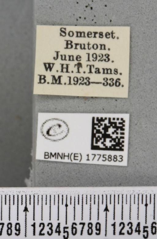 Operophtera brumata (Linnaeus, 1758) - BMNHE_1775883_label_358224