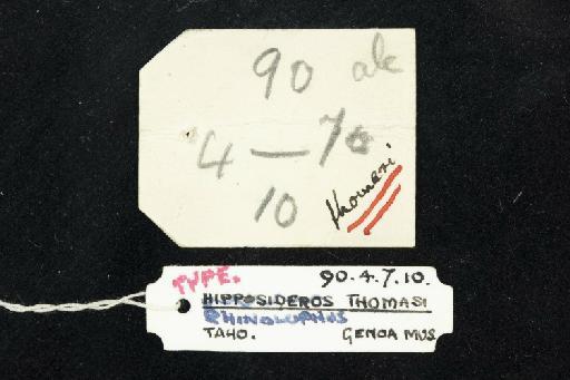 Rhinolophus thomasi Andersen, 1905 - 1890_4_7_10-Rhinolophus_thomasi-Holotype-Skull-label