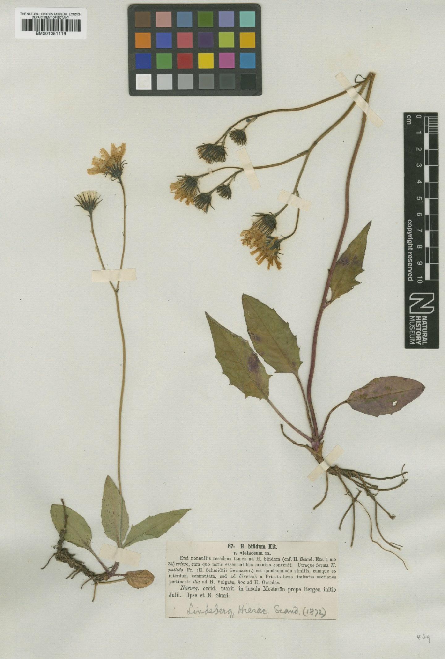 To NHMUK collection (Hieracium caesium subsp. violaceum (Lindeb.) Zahn; TYPE; NHMUK:ecatalogue:2421472)