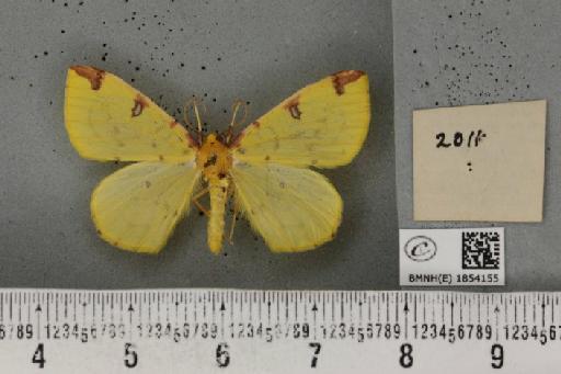 Opisthograptis luteolata (Linnaeus, 1758) - BMNHE_1854155_a_428090