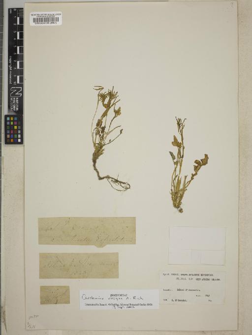 Cardamine obliqua A.Rich. - BM000588038