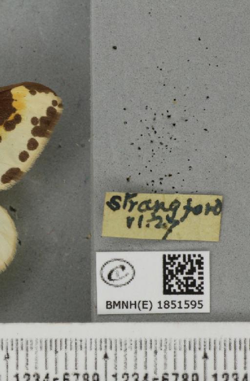 Abraxas grossulariata (Linnaeus, 1758) - BMNHE_1851595_label_414976