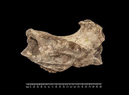 Mylodon darwinii Owen, 1840 - NHMUK PV M 8738 (1)