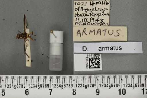 Dacus (Dacus) armatus Fabricius, 1805 - BMNHE_1441029_36991