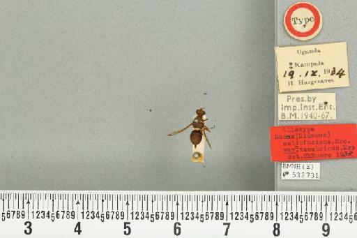 Dacus (Psilodacus) tenebricus Munro, 1938 - BMNHE_532731_38957