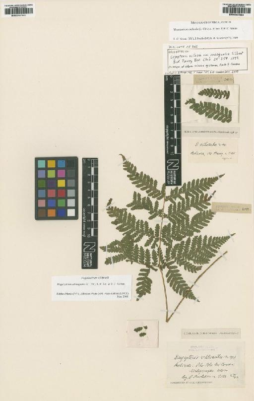 Megalastrum andicola (C.Chr.) A.R.Sm. & R.C.Moran - BM000907833