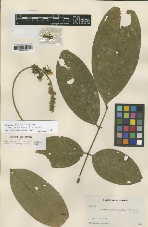Swartzia amplifolia var. columbiana Cowan - BM000931970