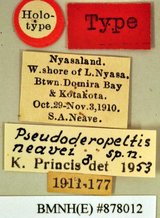 Pseudoderopeltis neavei Princis, 1963 - Pseudoderopeltis neavei Princis, 1963, male, holotype, labels. Photographer: Heidi Hopkins. BMNH(E)#878012