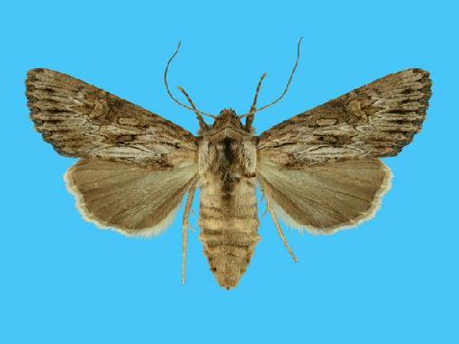 Aporophyla nigra (Haworth, 1809) - 503200