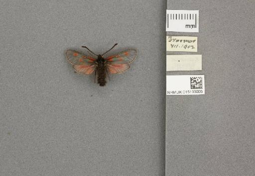 Zygaena (Zygaena) exulans subochracea White, 1872 - 015193005_775459_1857537