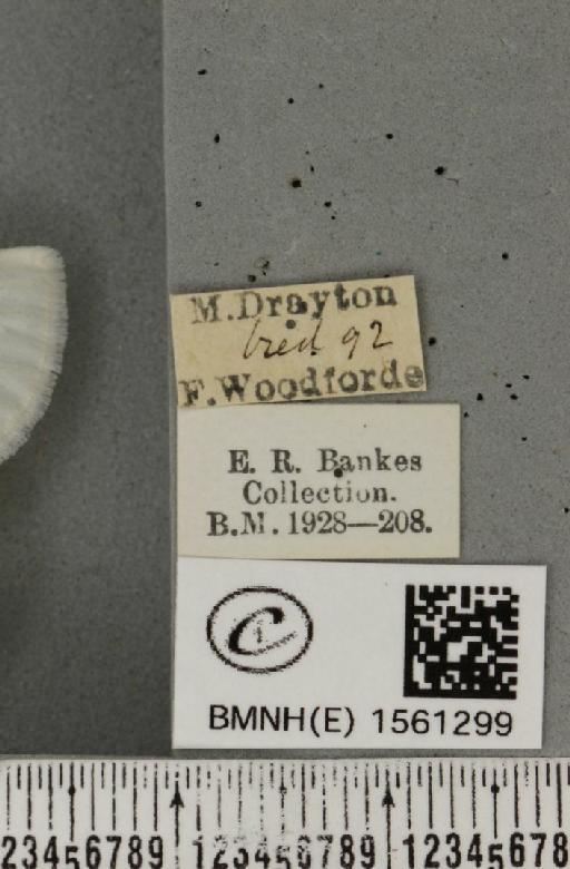 Euproctis similis ab. punctellata Lempke, 1937 - BMNHE_1561299_label_254058