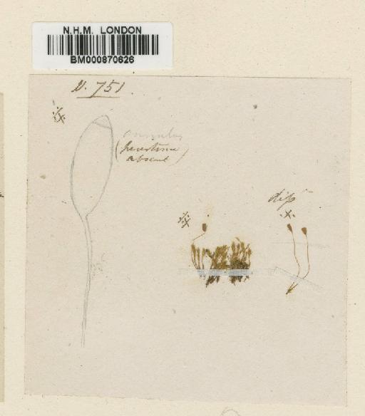 Mielichhoferia bryoides (Harv.) Wijk & Margad. - BM000870626