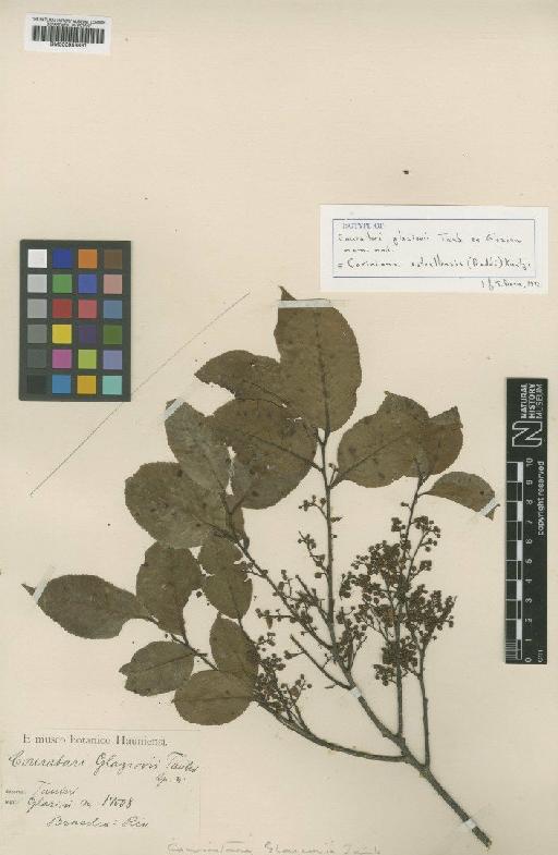 Cariniana estrellensis (Raddi) Kuntze - BM000953861