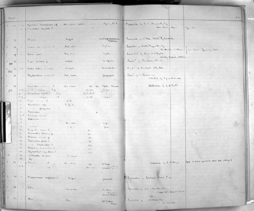 Papio cynocephalus cynocephalus Linnaeus, 1766 - Zoology Accessions Register: Mammals: 1904 - 1910: page 42