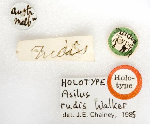 Asilus rudis Walker, 1855 - Trichoitamus rudis labels