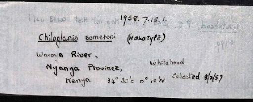 Chiloglanis somereni Whitehead, 1958 - 1958.7.18.1; Chiloglanis somereni; image of jar label; ACSI project image