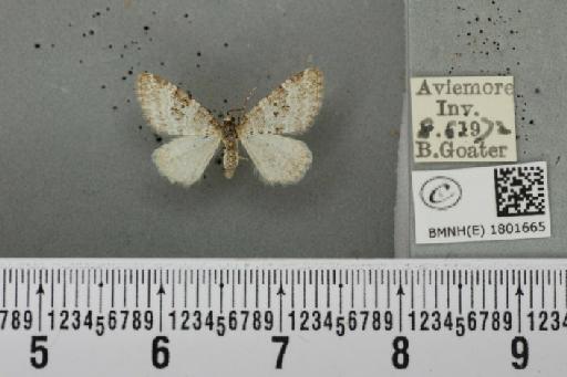 Perizoma minorata ericetata (Stephens, 1831) - BMNHE_1801665_371903