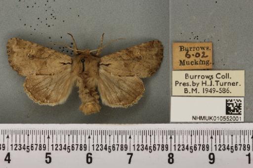 Apamea sordens ab. pallida Tutt, 1889 - NHMUK_010552001_609881