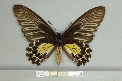 Troides helena spilotia Rothschild, 1908 - 013606202_additional