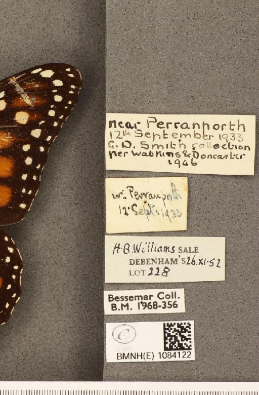 Danaus plexippus (Linnaeus, 1758) - BMNHE_1084122_label_53283