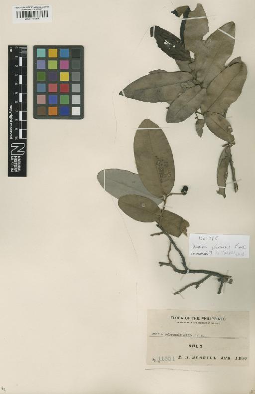 Uvaria goloensis Merr. - BM001121309