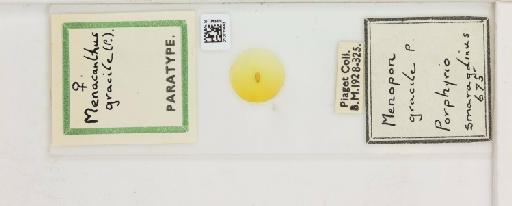 Menacanthus gracilis Piaget, 1880 - 010711443_816381_1430277