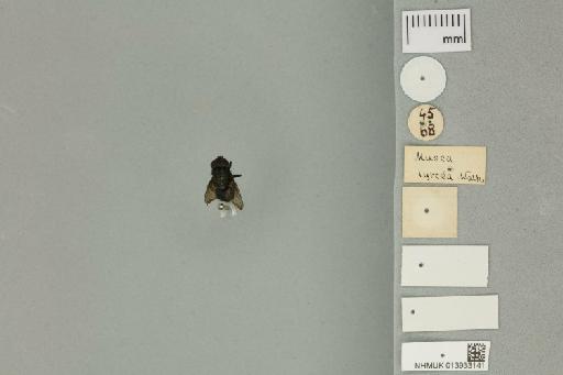 Compsomyiops lyrcea (Walker, 1849) - 013933141__labels_ventral