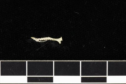 Rhinolophus empusa Andersen, 1904 - 1893_7_9_33-Rhinolophus_empusa-Holotype-Skull-left_mandible-occlusal