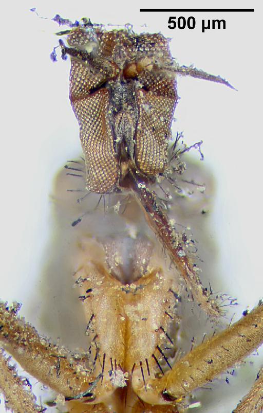 Rhamphomyia flavirostris Walker, 1849 - 010398018-Rhamphomyia_flavorostris-head_frontal3-B-63_0x-scale