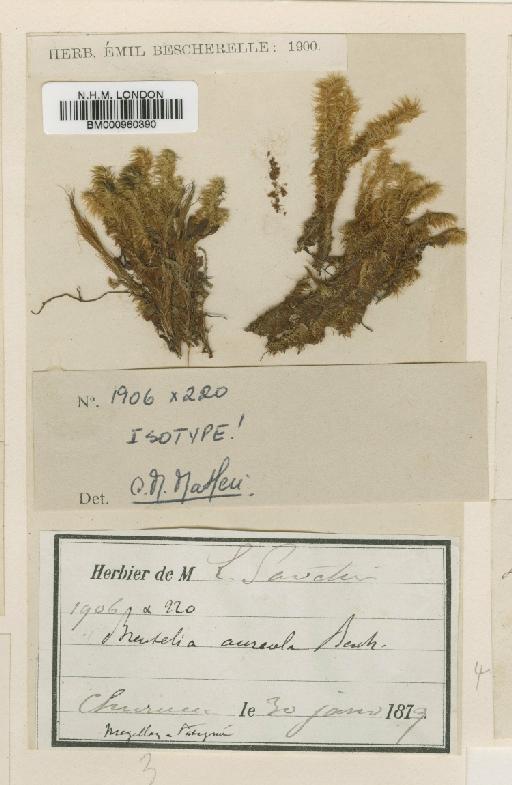 Breutelia aureola (Müll.Hal.) Besch. - BM000960390