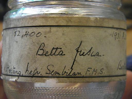 Betta fusca Regan, 1910 - BMNH 1931.8.21.49-51 external label 2