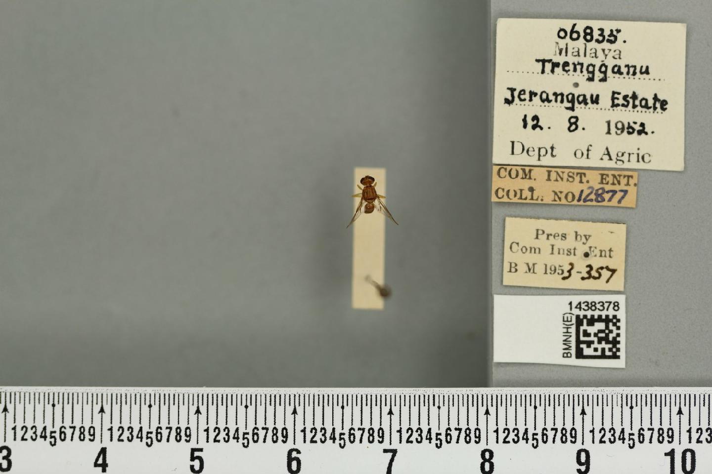 Bactrocera mcgregori