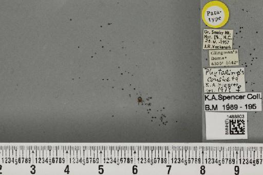 Phytoliriomyza consulta Spencer, 1986 - BMNHE_1488803_52650