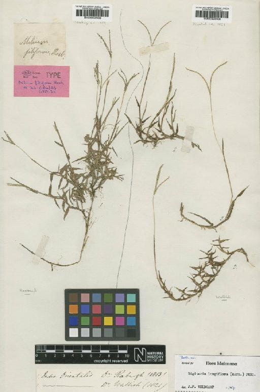 Digitaria longiflora (Retz.) Pers. - BM000959639