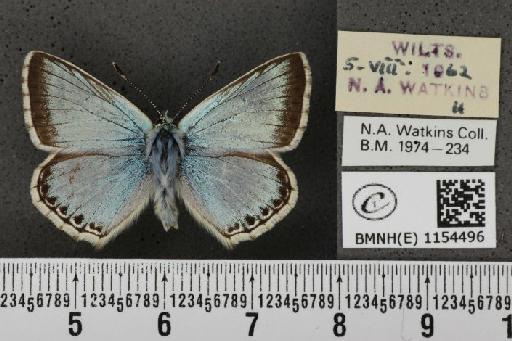 Lysandra coridon ab. cuneata Tutt, 1910 - BMNHE_1154496_105833