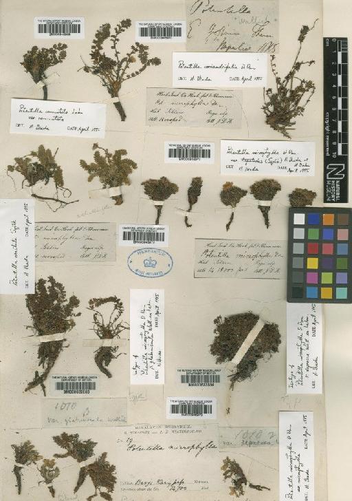 Potentilla microphylla D.Don - BM000946971