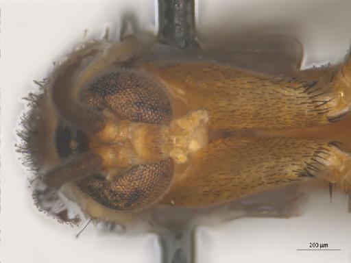 Orfelia nigricornis (Fabricius, 1805) - 010210680_Orfelia_nigricornis_head
