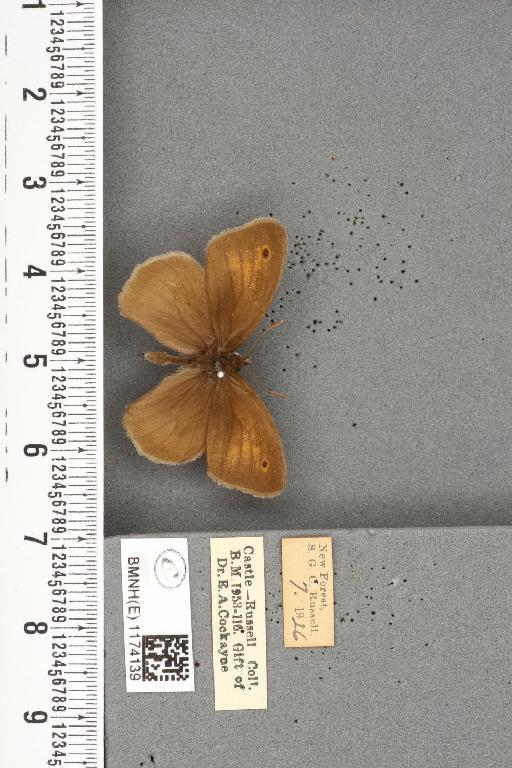 Maniola jurtina insularis ab. minor Leeds, 1950 - BMNHE_1174139_39344