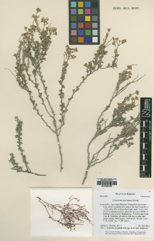 Eriogonum terrenatum Reveal - BM000884360