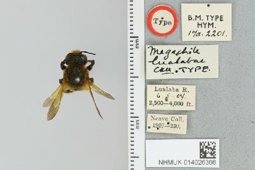 Chalicodoma lualabae (Cockerell, 1937) - 014026366_835584_1629532-