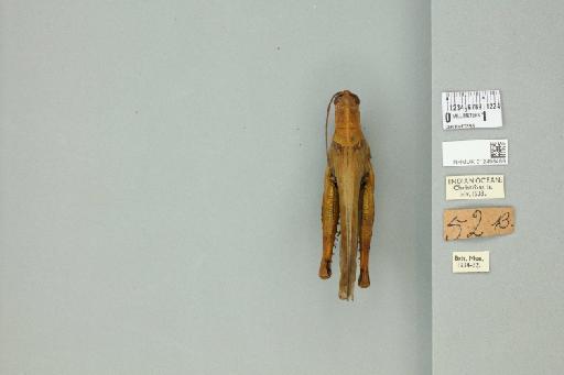 Valanga nigricornis disparilis (Kirby, 1888) - 012498489_73410_91488