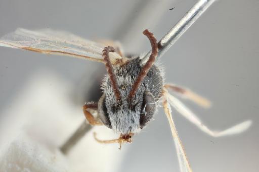 Sphecodes quettensis Blüthgen, P., 1927 - 013380327_Sphecodes_quettensis_17a.565_head frontal x5