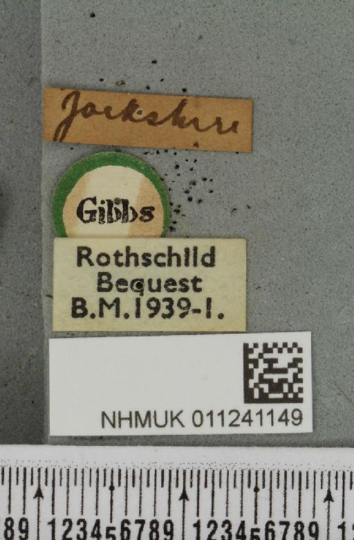 Antitype chi (Linnaeus, 1758) - NHMUK_011241149_label_642241