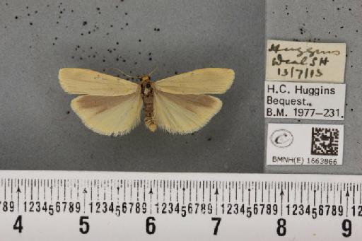 Eilema pygmaeola pygmaeola (Doubleday, 1847) - BMNHE_1663866_289723